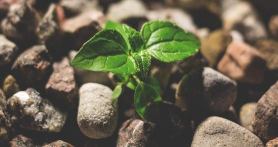 Come aumentare il Customer Lifetime Value